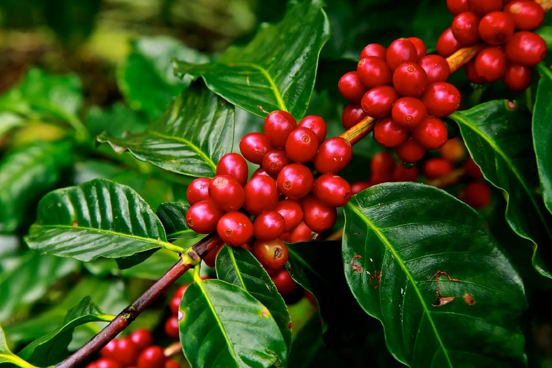 A Coffea plant with green leaves and a few clumps of red berries