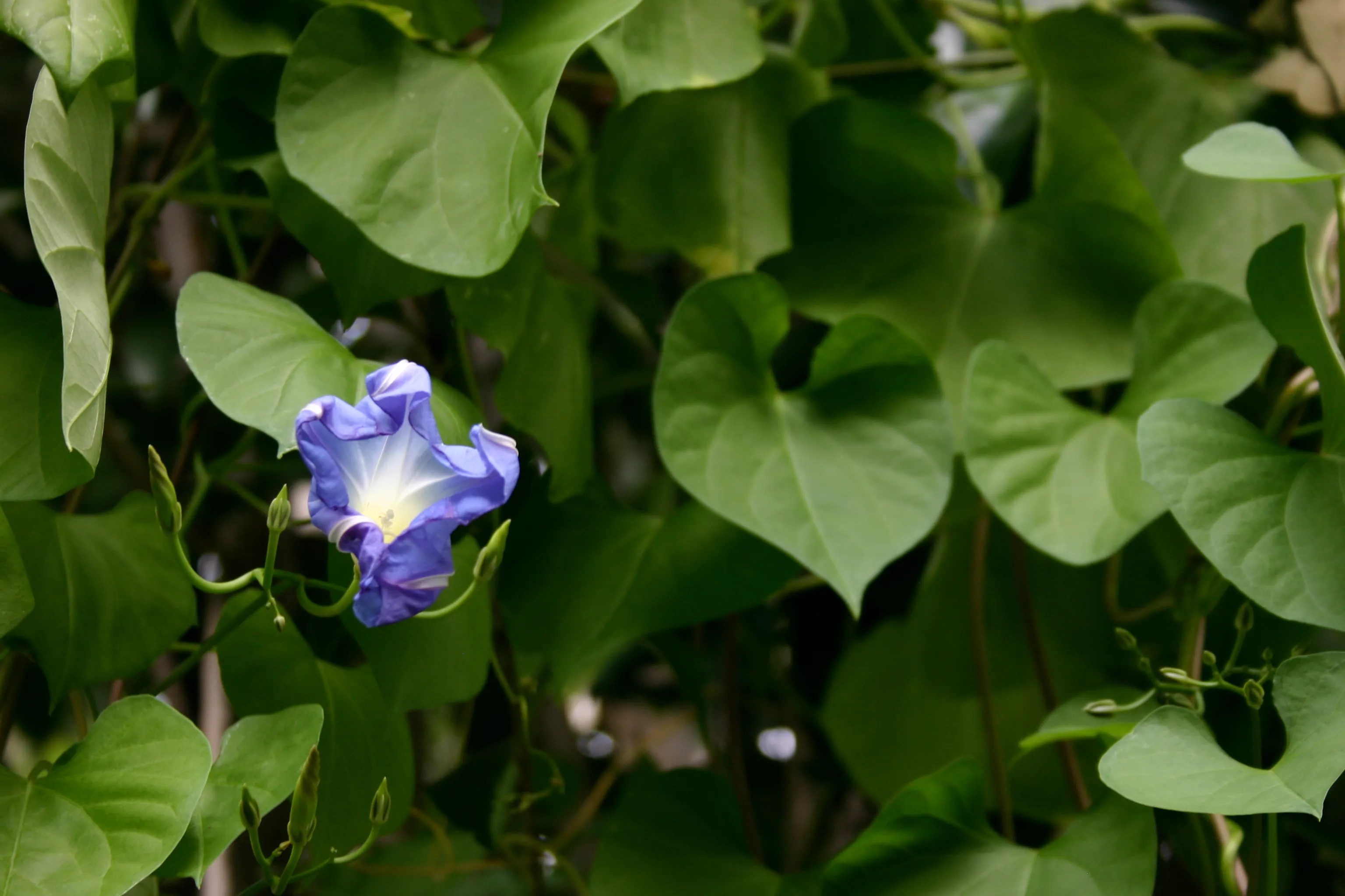 A shriveling Heavenly Blue morning glory in front of a green leafy background