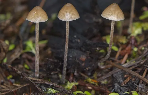 Three P.pelliculosa fruiting bodies in their natural habitat: A forest floor covered with wood chips